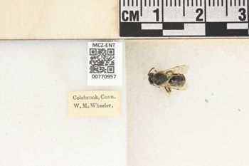 Media type: image;   Entomology 770957 Aspect: Labels